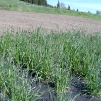 Click for 1 image(s) for this accession. Image