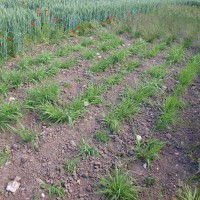 Click for 2 image(s) for this accession. Image