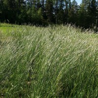 Click for 2 image(s) for this accession. Image