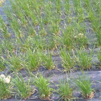 Click for 3 image(s) for this accession. Image