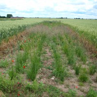 Click for 2 image(s) for this accession. Image