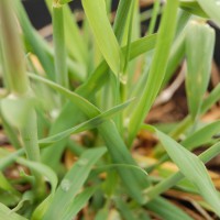 Click for 2 image(s) for this accession. Image