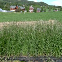 Click for 2 image(s) for this accession. Image