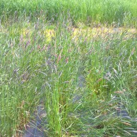 Click for 2 image(s) for this accession. Image