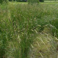 Click for 2 image(s) for this accession. Image