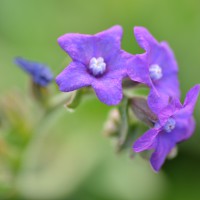 Click for 3 image(s) for this accession. Image