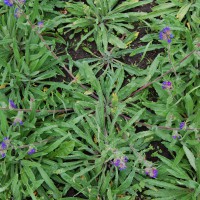 Click for 3 image(s) for this accession. Image