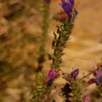Click for 1 image(s) for this accession. Image
