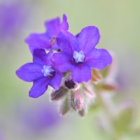 Click for 1 image(s) for this accession. Image