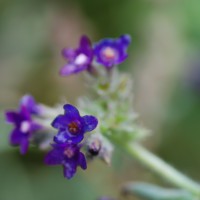 Click for 1 image(s) for this accession. Image