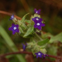 Click for 1 image(s) for this accession. Image