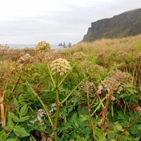 Click for 2 image(s) for this accession. Image