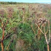 Click for 2 image(s) for this accession. Image