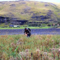 Click for 2 image(s) for this accession. Image