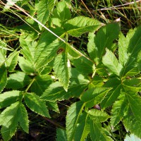 Click for 2 image(s) for this accession. Image