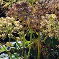 Click for 1 image(s) for this accession. Image