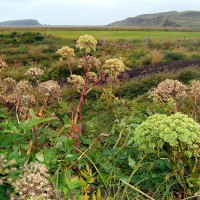 Click for 2 image(s) for this accession. Image