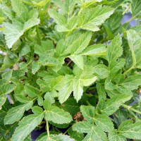 Click for 2 image(s) for this accession. Image