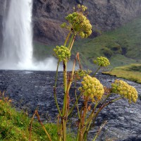 Click for 2 image(s) for this accession. Image