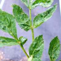 Click for 1 image(s) for this accession. Image