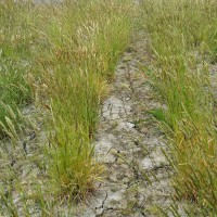 Click for 2 image(s) for this accession. Image