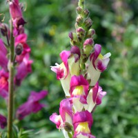 Click for 3 image(s) for this accession. Image