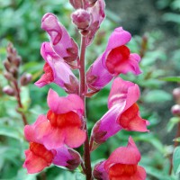 Click for 3 image(s) for this accession. Image