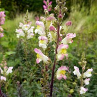 Click for 4 image(s) for this accession. Image