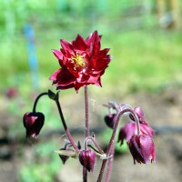 Click for 4 image(s) for this accession. Image