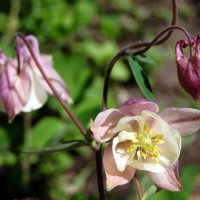 Click for 10 image(s) for this accession. Image