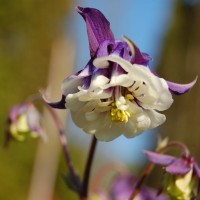 Click for 3 image(s) for this accession. Image