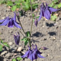 Click for 2 image(s) for this accession. Image