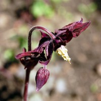 Click for 3 image(s) for this accession. Image