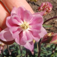 Click for 7 image(s) for this accession. Image