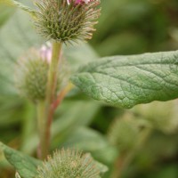 Click for 1 image(s) for this accession. Image