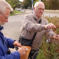 Click for 1 image(s) for this accession. Image