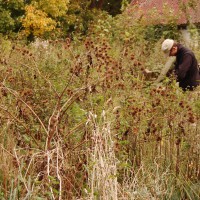 Click for 1 image(s) for this accession. Image