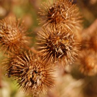 Click for 1 image(s) for this accession. Image