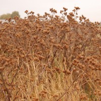 Click for 1 image(s) for this accession. Image