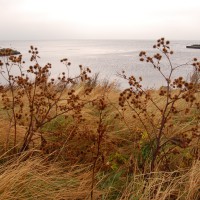 Click for 1 image(s) for this accession. Image