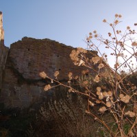 Click for 1 image(s) for this accession. Image