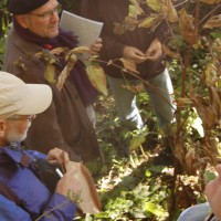 Click for 1 image(s) for this accession. Image