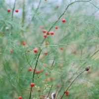 Click for 3 image(s) for this accession. Image