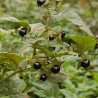 Click for 1 image(s) for this accession. Image