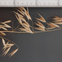 Click for 3 image(s) for this accession. Image