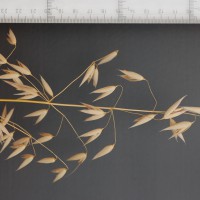 Click for 3 image(s) for this accession. Image