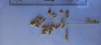 Panicle