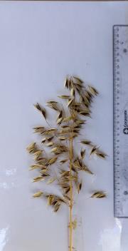 Click for 6 image(s) for this accession. Panicle