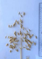 Click for 4 image(s) for this accession. Panicle