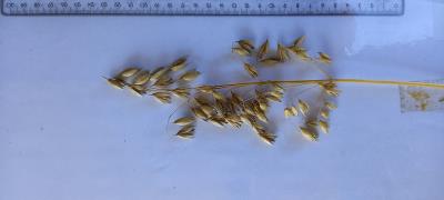Click for 4 image(s) for this accession. Panicle
